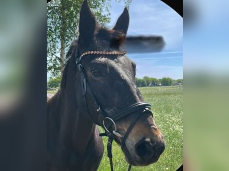 Verfügungs-/Kaufpferd gesucht – kräftiger Typ, geländesicher, brav im Umgang