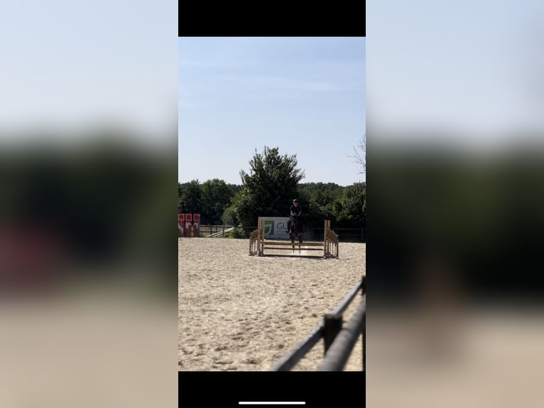 Verfügungspferd