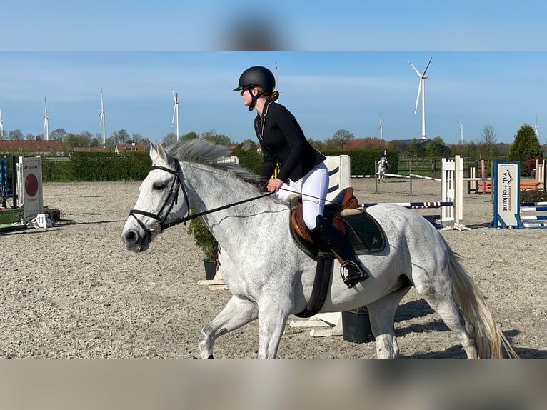 verzorg paard gezocht