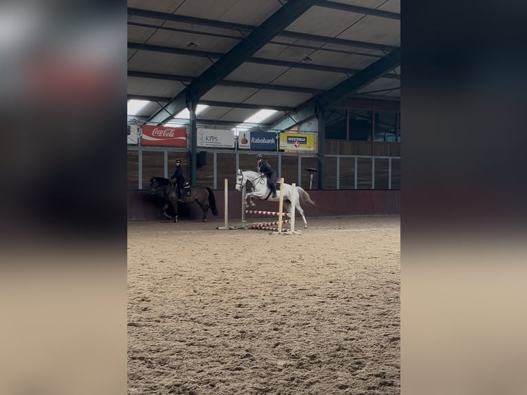 Verzorg paard gezocht!