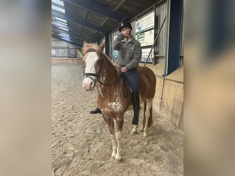 Verzorg paard gezocht!