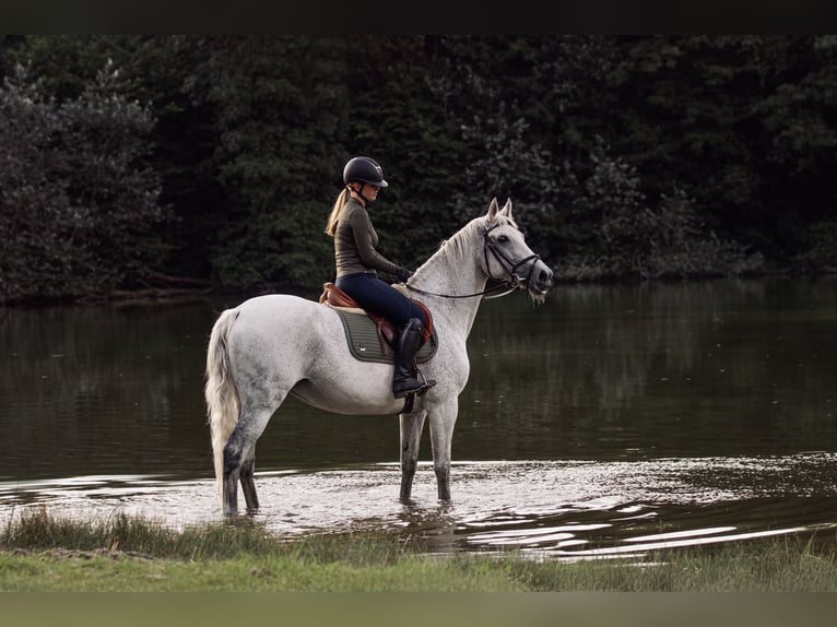 verzorg paard gezocht