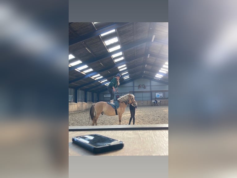 Verzorg paard gezocht!