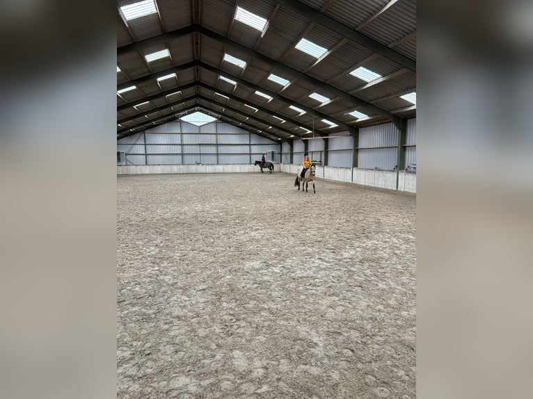 Verzorg paard gezocht!