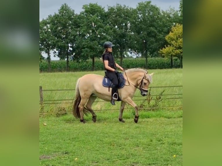 Verzorg pony/paard gezocht