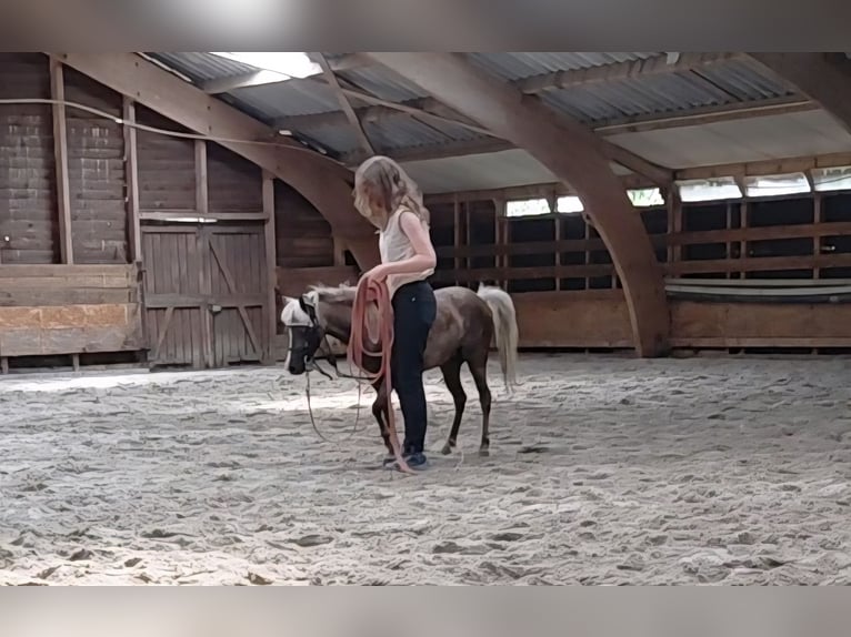 Verzorgpaard gezocht / verzorgster aangeboden DOETINCHEM