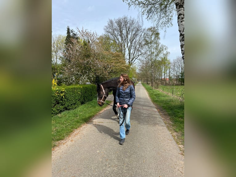 Verzorgpaard gezocht / verzorgster aangeboden DOETINCHEM