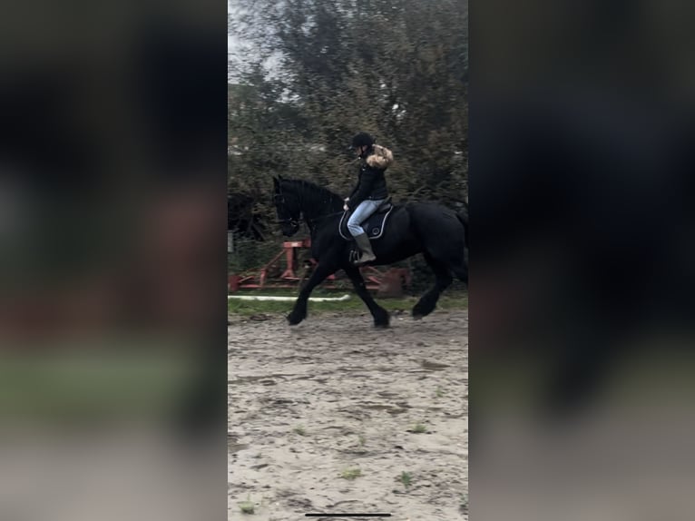 Verzorgpaard gezocht