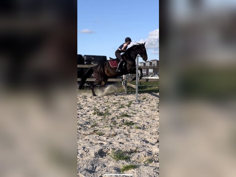 Verzorgpaard gezocht