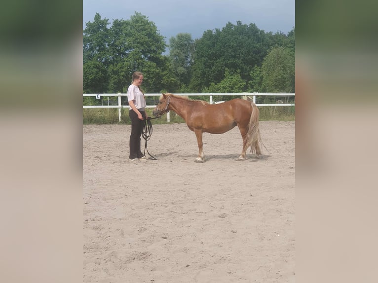 Verzorgpaard gezocht