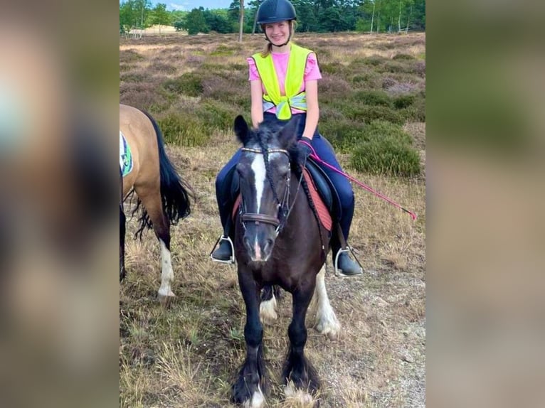 verzorgpony gezocht/bijrijder aangeboden