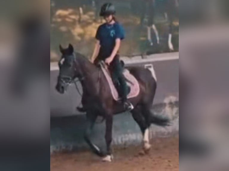 Verzorgpony/paard gezocht 