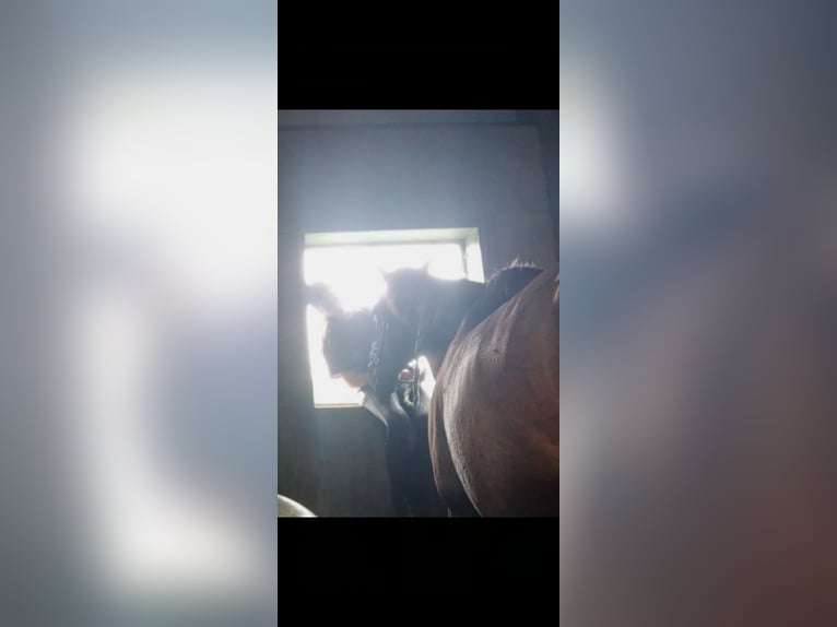 Verzorgpony/paard gezocht 