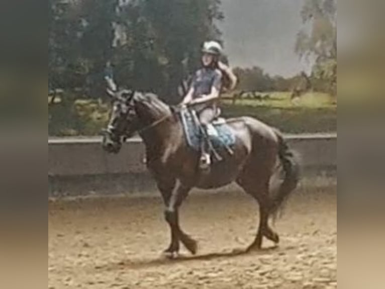 Verzorgpony/paard gezocht 