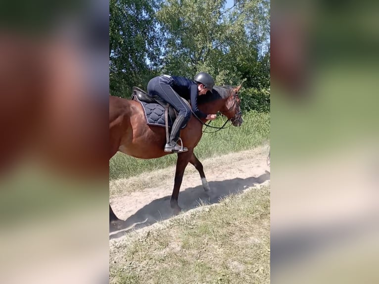 Verzorgpony/paard gezocht 