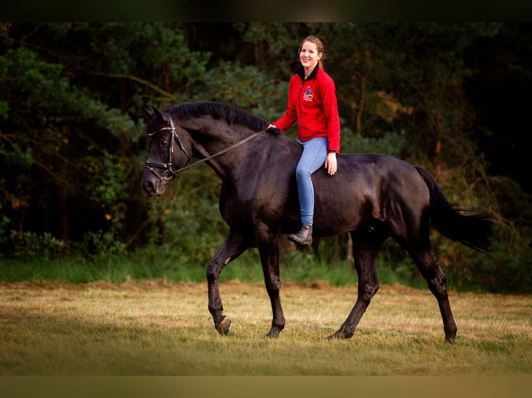 VISCOUNT Hanoverian Stallion Black in Adelheidsdorf