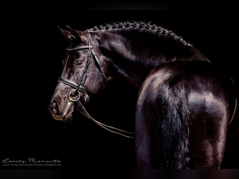 VISCOUNT Hanoverian Stallion Black in Adelheidsdorf