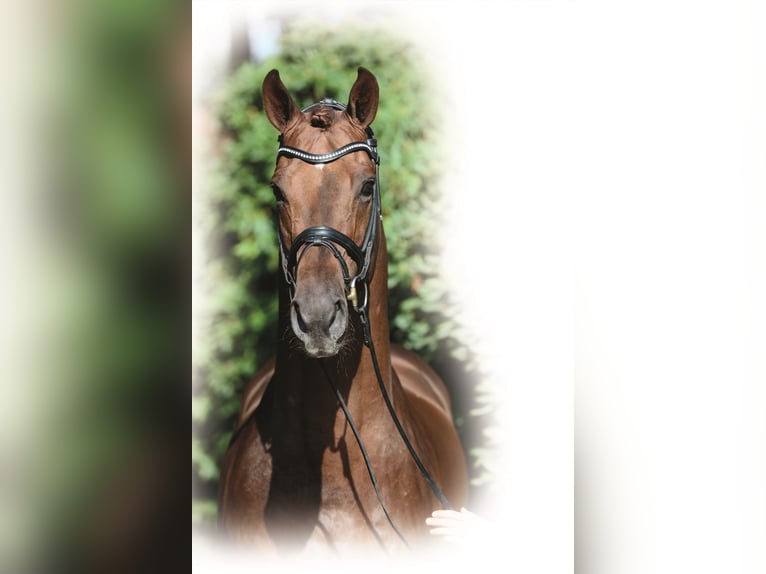 VITALIS KWPN Hengst Donkere-vos in Steinfeld (Oldenburg)