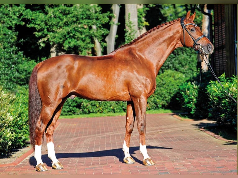 VITALIS KWPN Stallion Chestnut in Steinfeld (Oldenburg)