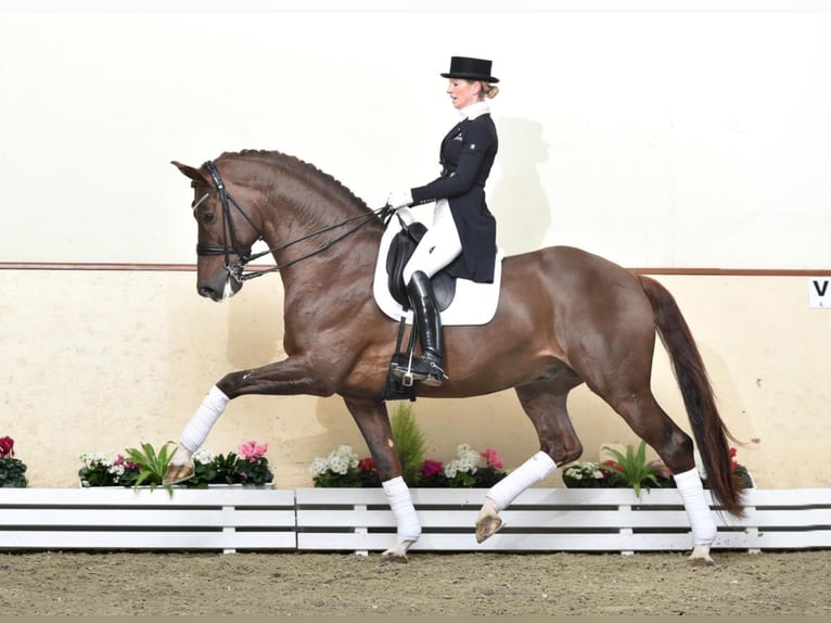 VITALIS KWPN Stallion Chestnut in Steinfeld (Oldenburg)