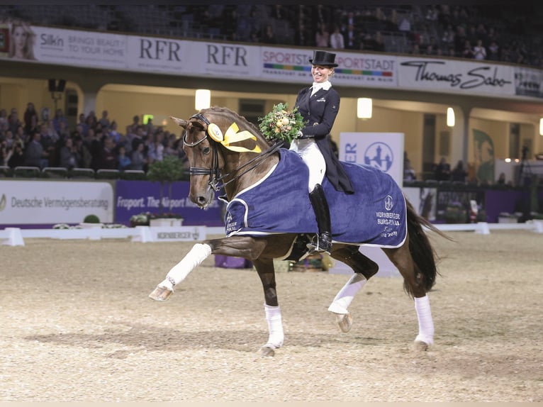 VITALIS KWPN Stallone Sauro scuro in Steinfeld (Oldenburg)