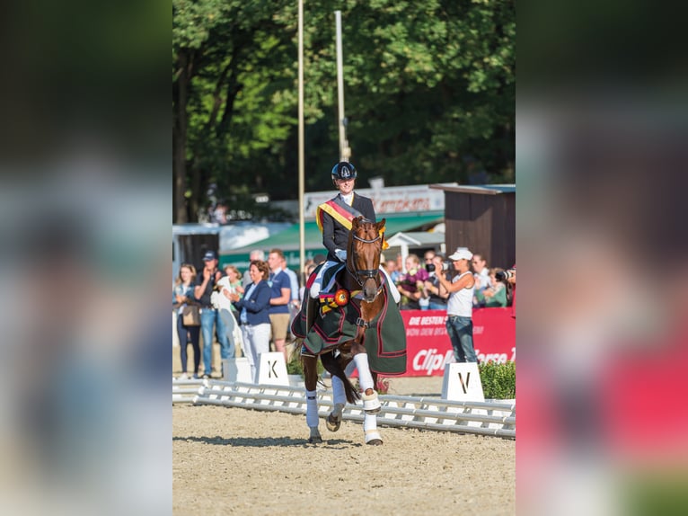 VITALOS Hannover Stallone Sauro in Vodskov