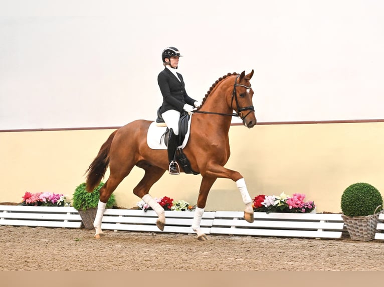 VIVA VITALIS Oldenburg Stallone Sauro in Moritzburg