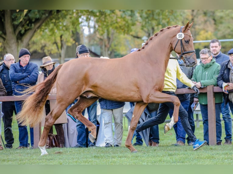 VIVALDOS Hanoverian Stallion Chestnut-Red in Lemwerder