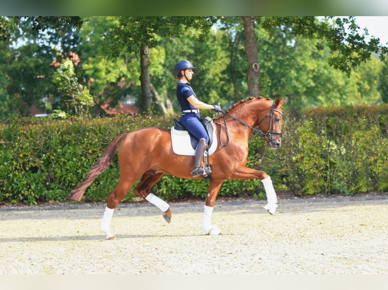 VIVALDOS Hanoverian Stallion Chestnut-Red in Lemwerder