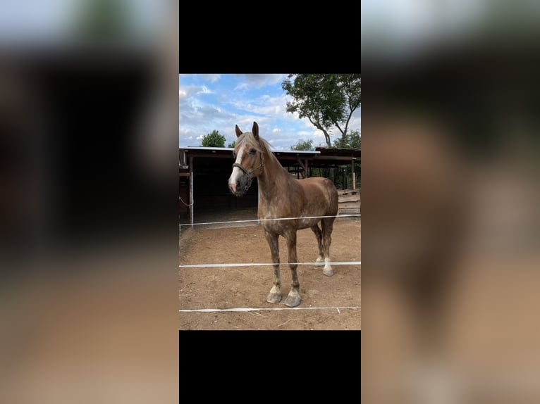 Vlaams paard Caballo castrado 15 años 185 cm Bayo in Bernburg