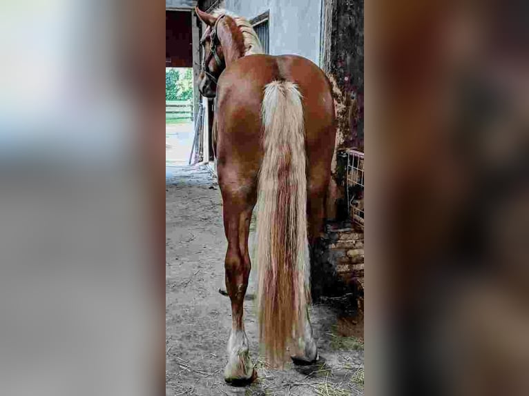 Vlaams paard Castrone 2 Anni 175 cm Baio ciliegia in Klooster Lidlum