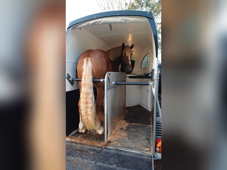 Vlaams paard Castrone 2 Anni 177 cm Baio ciliegia in Klooster Lidlum