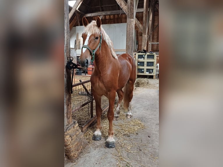 Vlaams paard Castrone 2 Anni 178 cm Baio ciliegia in Klooster Lidlum