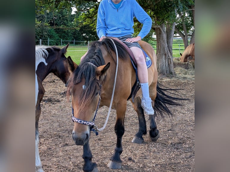 Vlaams paard Mix Giumenta 4 Anni 170 cm in Weener