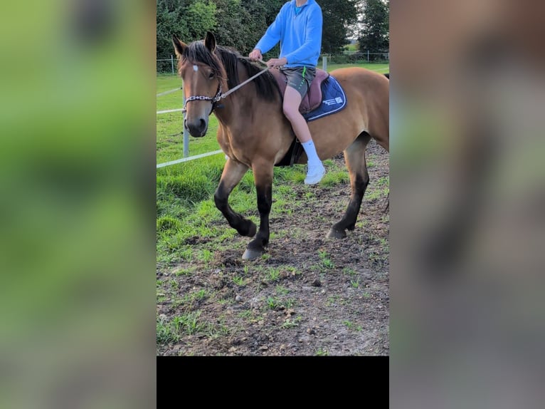 Vlaams paard Mix Giumenta 4 Anni 170 cm in Weener