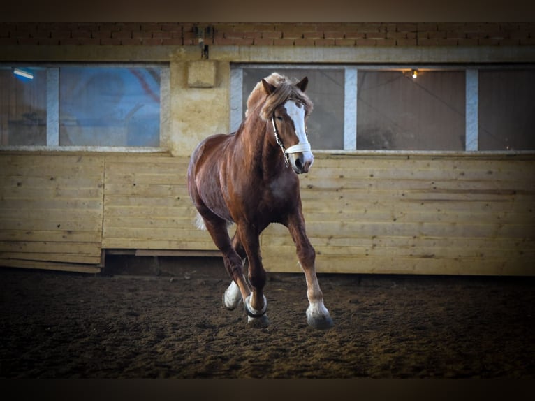 Vlaams paard Hengst 10 Jaar 190 cm Donkere-vos in Cattenstedt