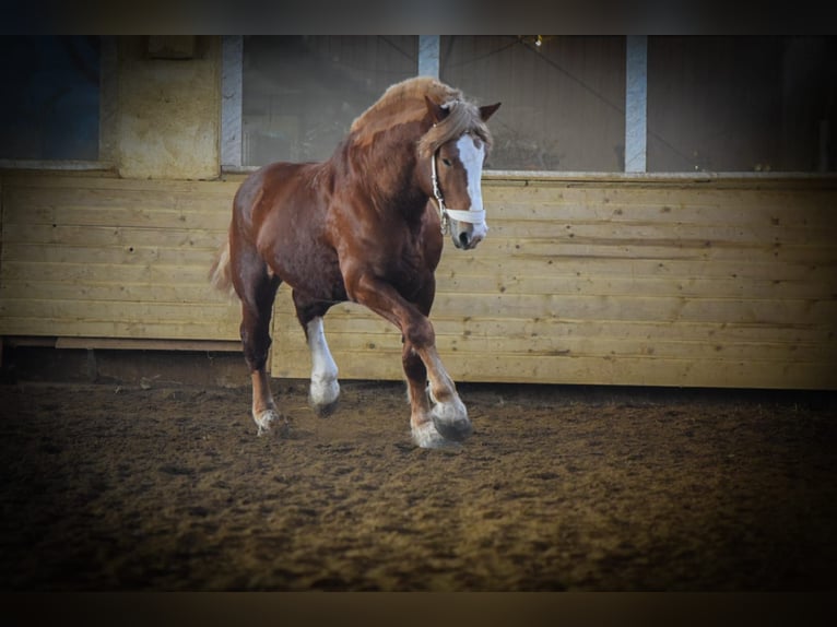 Vlaams paard Hengst 10 Jaar 190 cm Donkere-vos in Sachsen-Anhalt - Wienrode
