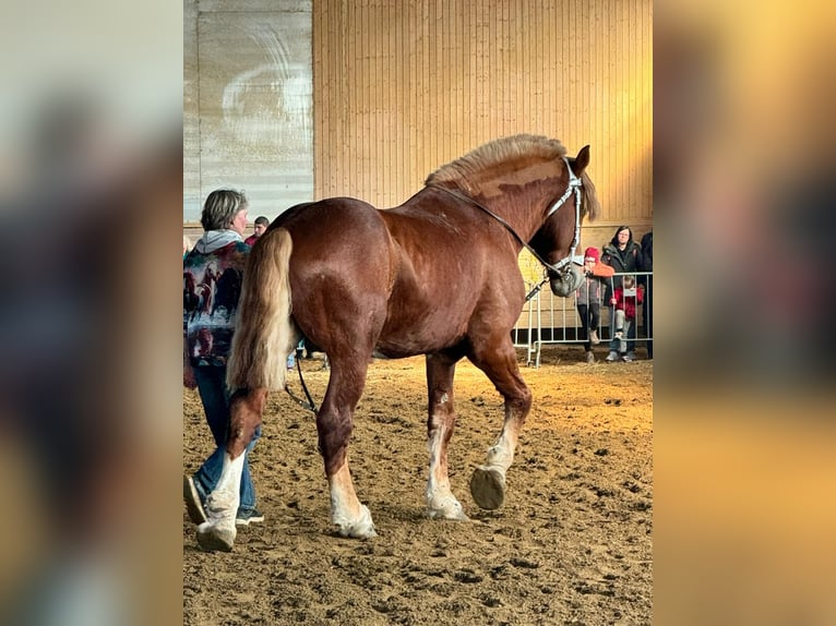 Vlaams paard Hengst 10 Jaar 190 cm Donkere-vos in Sachsen-Anhalt - Wienrode