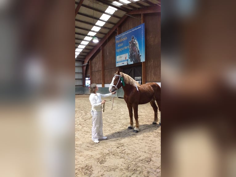 Vlaams paard Hengst 10 Jaar 190 cm Donkere-vos in Sachsen-Anhalt - Wienrode