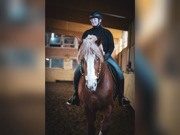 Vlaams paard Hengst 10 Jahre 190 cm Dunkelfuchs in Cattenstedt