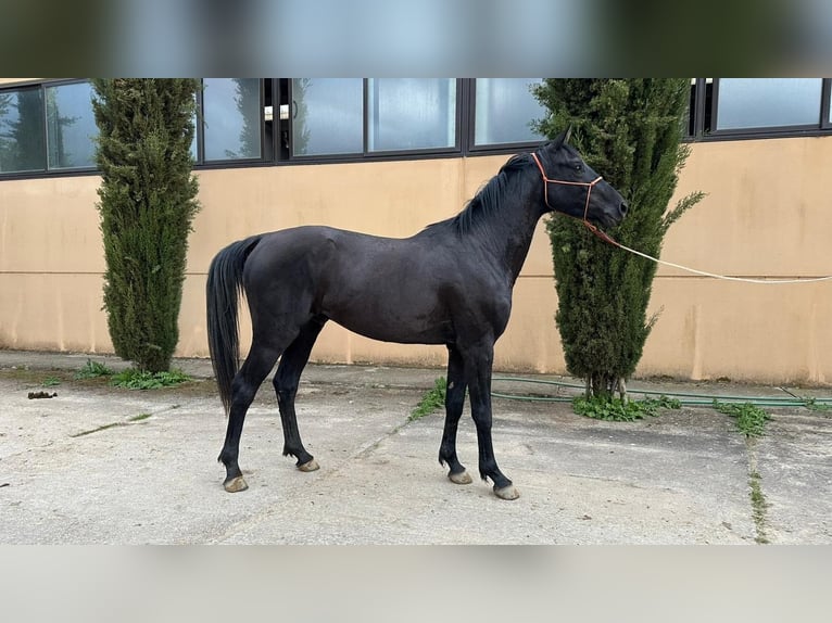 Vlaams paard Hengst 3 Jahre Rappe in Jerez de la Frontera