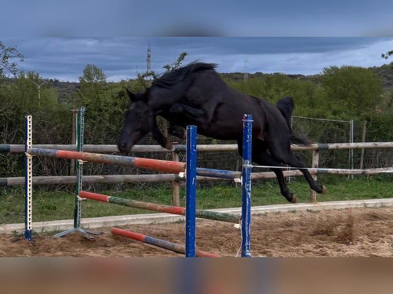 Vlaams paard Hengst 3 Jahre Rappe in Jerez de la Frontera