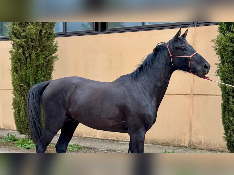 Vlaams paard Hengst 3 Jahre Rappe in Jerez de la Frontera