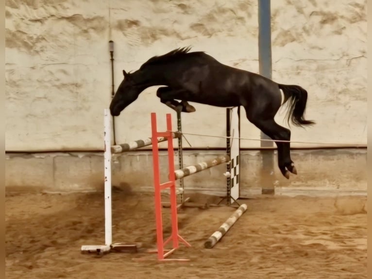 Vlaams paard Hengst 3 Jahre Rappe in Jerez de la Frontera