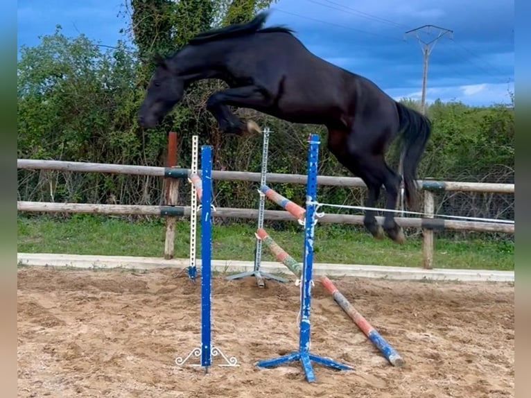 Vlaams paard Hengst 3 Jahre Rappe in Jerez de la Frontera