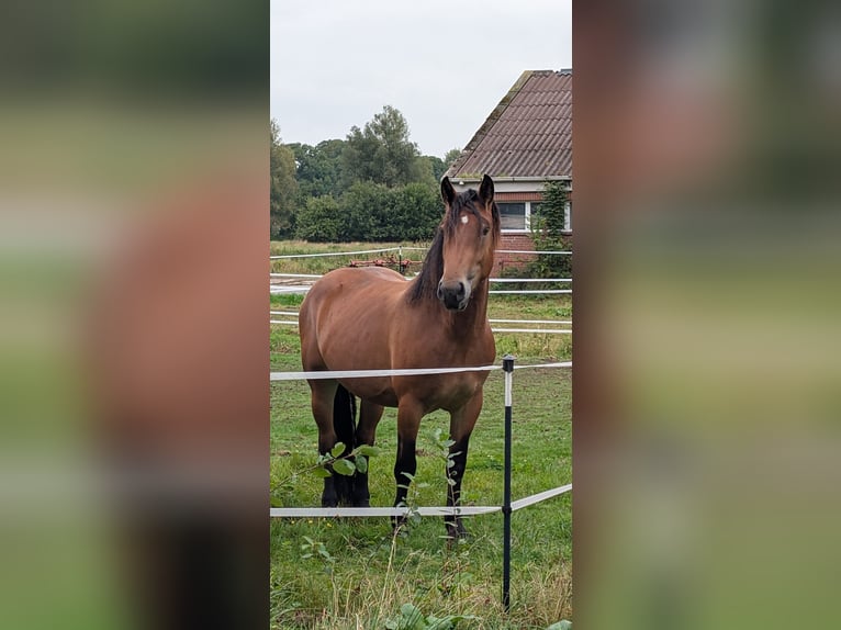Vlaams paard Mix Merrie 4 Jaar 170 cm  in Weener