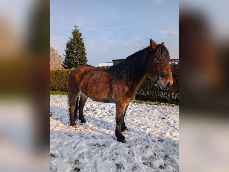 Vlaams paard Mix Merrie 4 Jaar 170 cm  in Weener