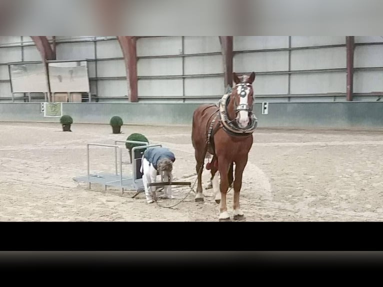 Vlaams paard Ogier 10 lat 190 cm Ciemnokasztanowata in Sachsen-Anhalt - Wienrode