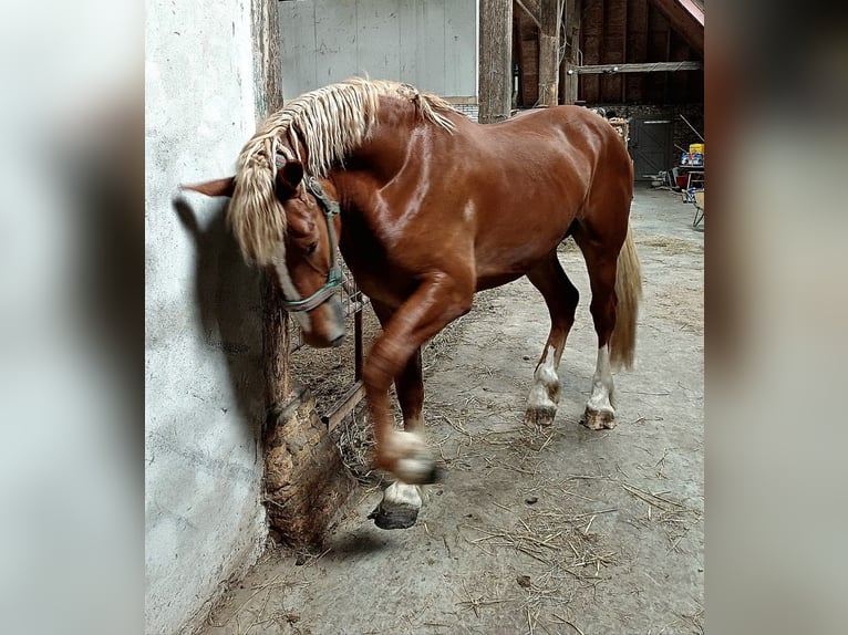 Vlaams paard Ruin 2 Jaar 175 cm Roodbruin in Klooster Lidlum