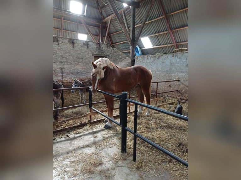 Vlaams paard Ruin 2 Jaar 175 cm Roodbruin in Klooster Lidlum